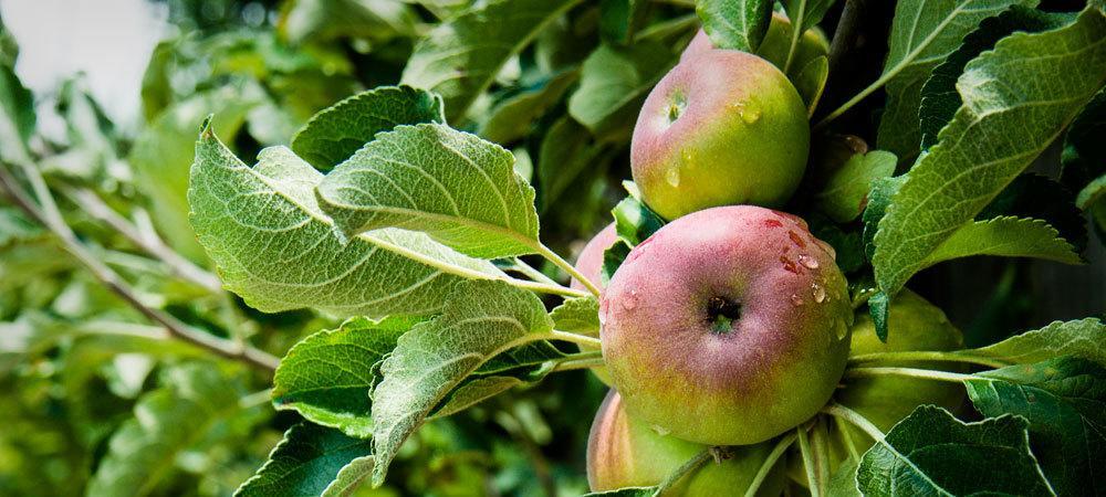 Applewood Inn جيرنفيل المظهر الخارجي الصورة
